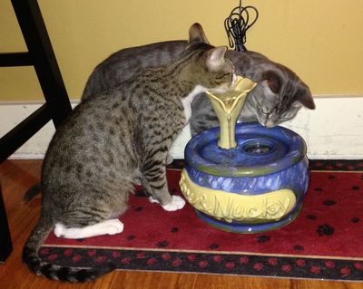 Jax and Nukky with an Ebi drinking fountain